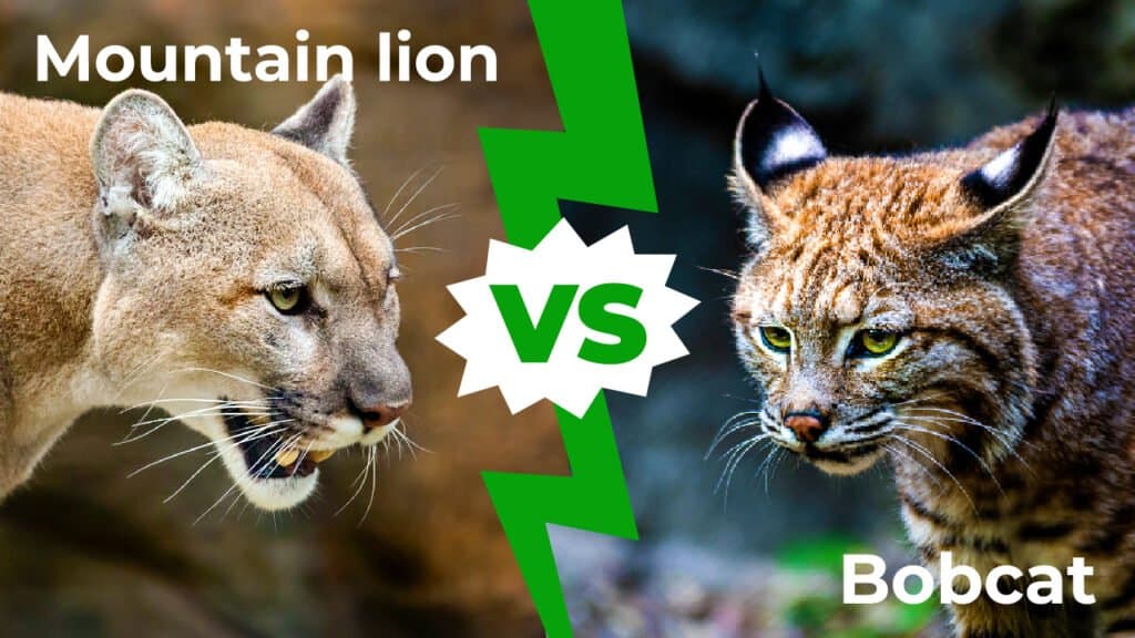 What is the difference in mountain lions and bobcats?