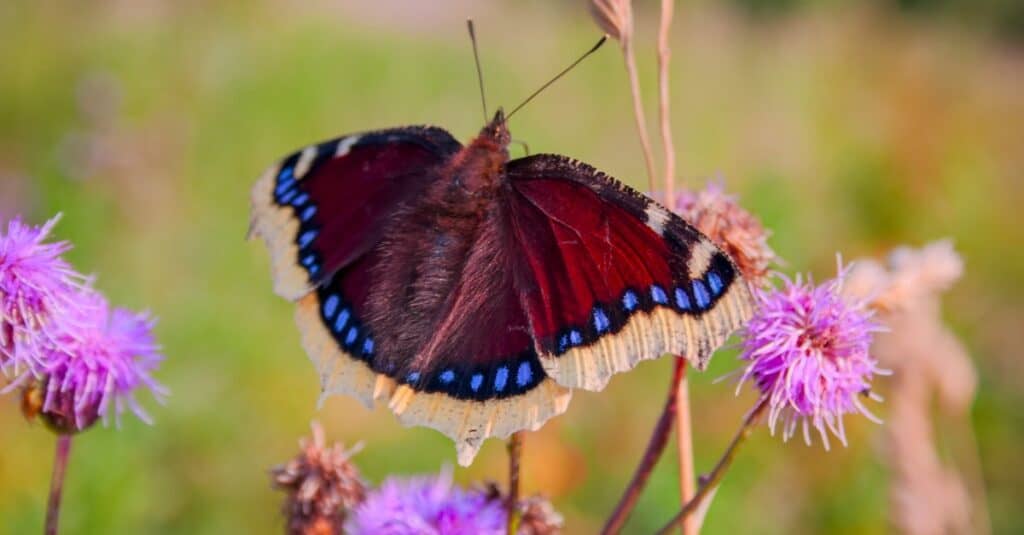 Mourning Cloak Butterfly