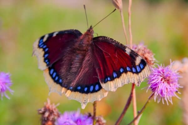 Mourning Cloak butterflies boast a stunning combination of colors and patterns.