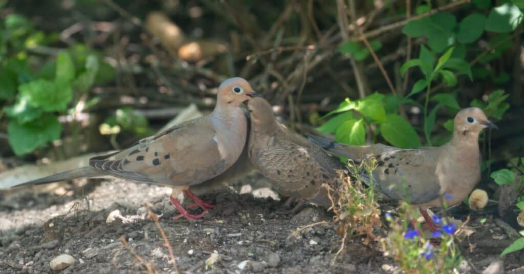 Mourning doves eat- foraging for food with others