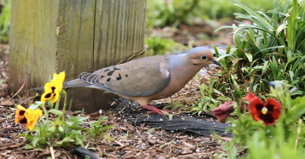 Mourning doves eat- foraging alone