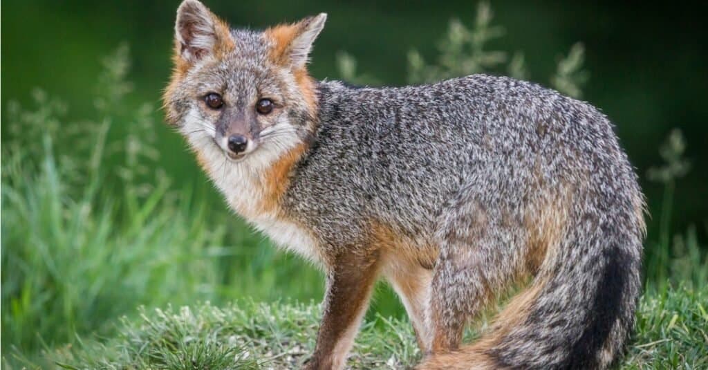 Mysterious Gray Animals - Gray Fox