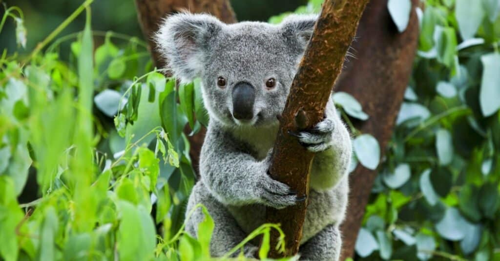 Koalas are marsupials from Australia that carry their young in a pouch for up to six months.