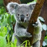 A koala bear in the zoo. Koalas are one of the most adorable gray animals in the world.