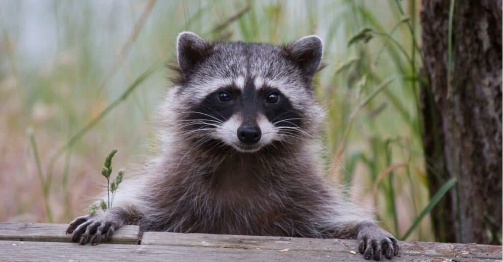 Mysterious Gray Animals - Raccoon