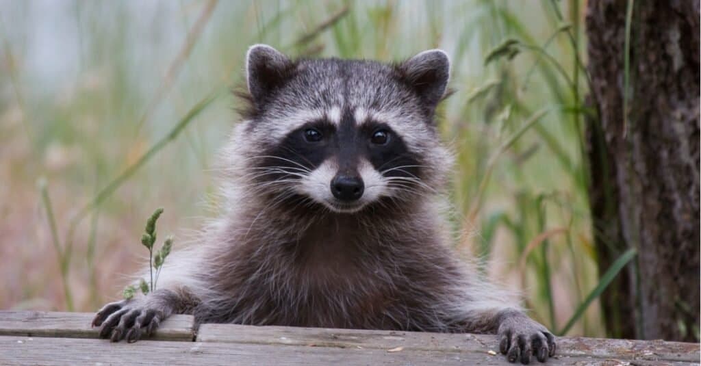 How to Instantly Get Rid of Raccoons From Your Yard - A-Z Animals