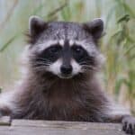 Raccoons are gray animals that are also one of the ultimate scavengers of the animal world.