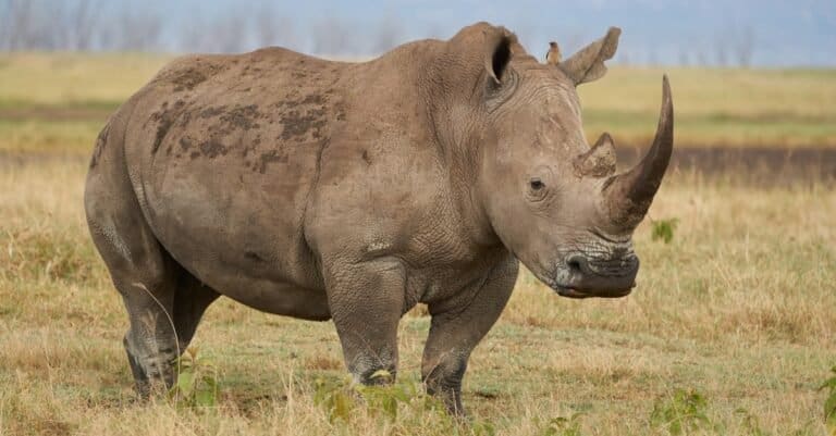Mysterious Gray Animals - Rhinoceros Rhino