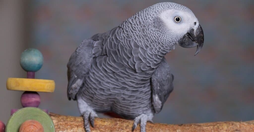 Mysterious Gray Animals - african grey parrot