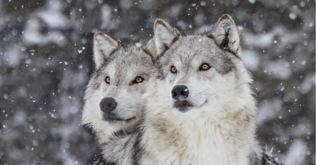 wolves in yellowstone