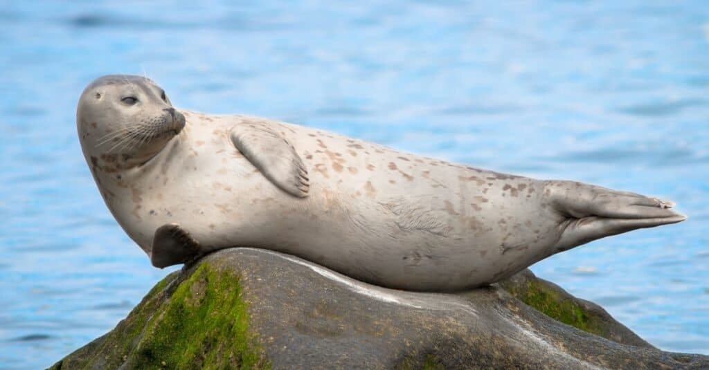 Mysterious Gray Animals - seal