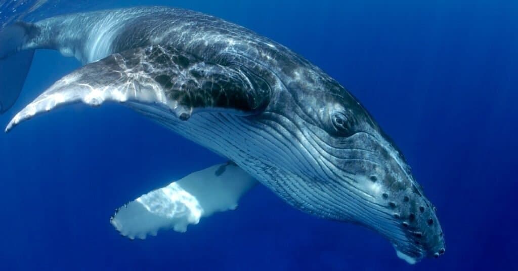 Blue Whale vs Humpback Whale