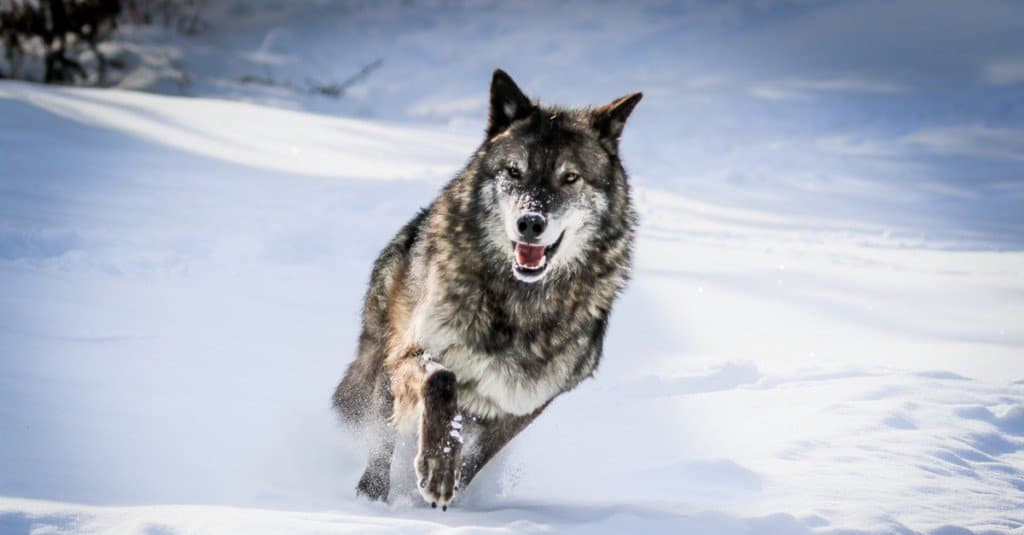 Wolves in Yellowstone National Park