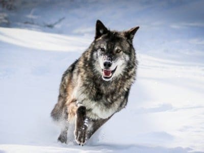 A Wolf Lifespan: How Long Do Wolves Live?