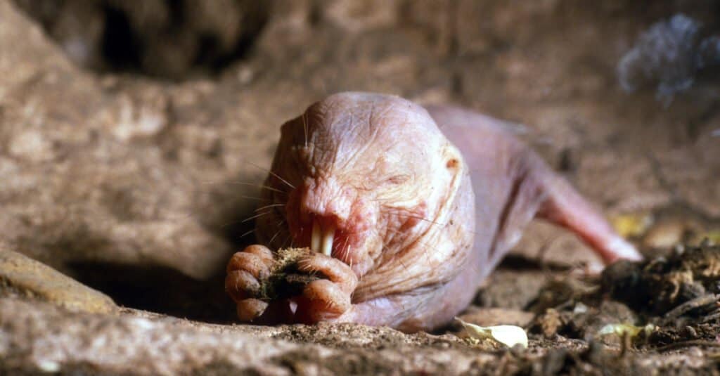 Naked mole-rat laying down