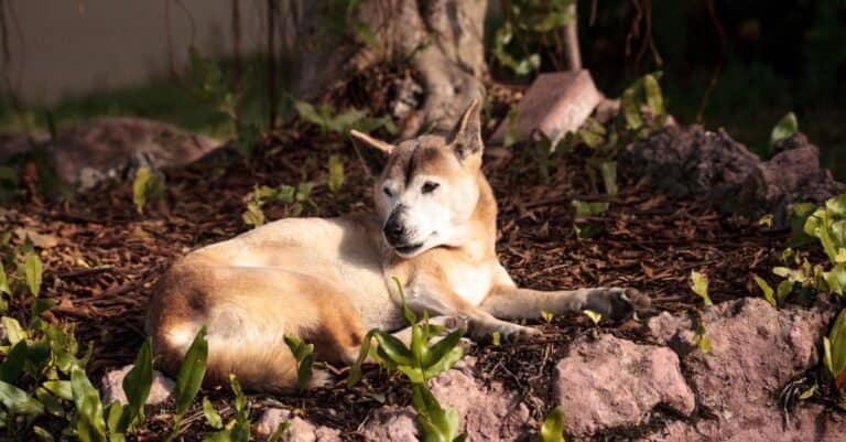 New Guinea Singing Dog laying in flower bed by tree