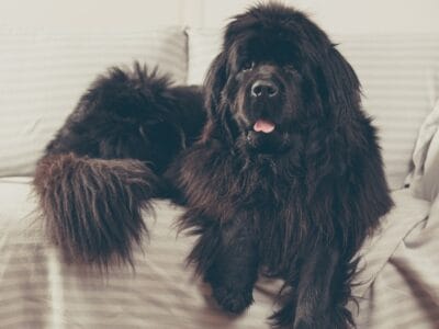 A Great Pyrenees vs Newfoundland: Key Differences Explained