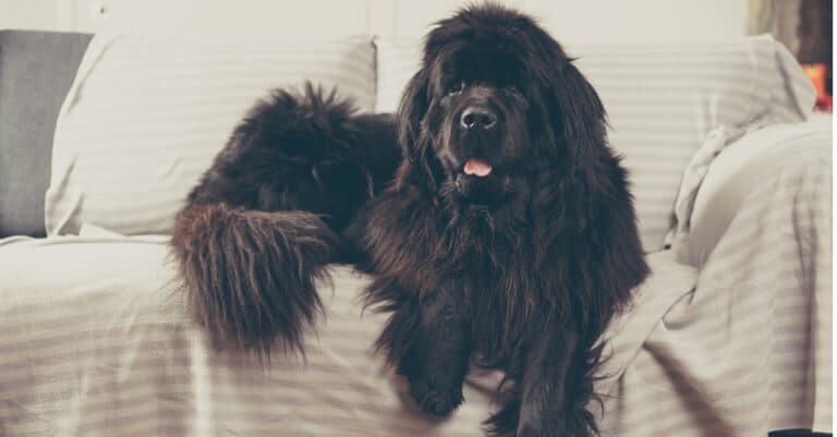 Newfoundland chilling on the couch