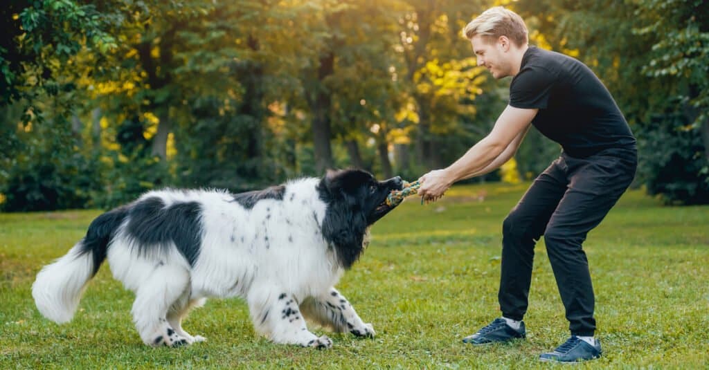 Newfoundland playing tug with owner