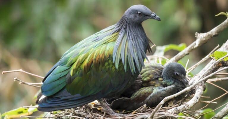 Nicobar Pigeon looking after her nest and her baby.