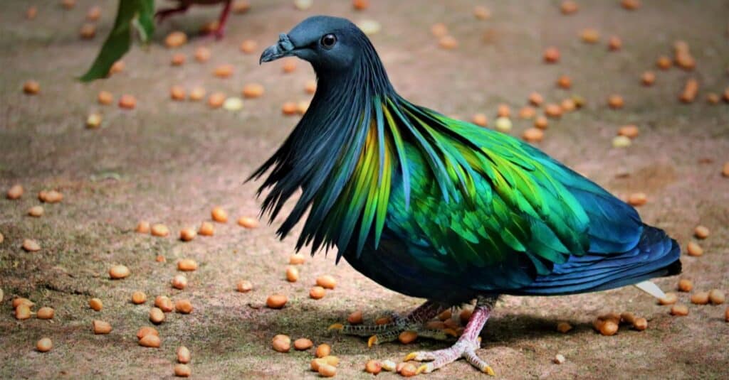 Nicobar Pigeon in the forest.