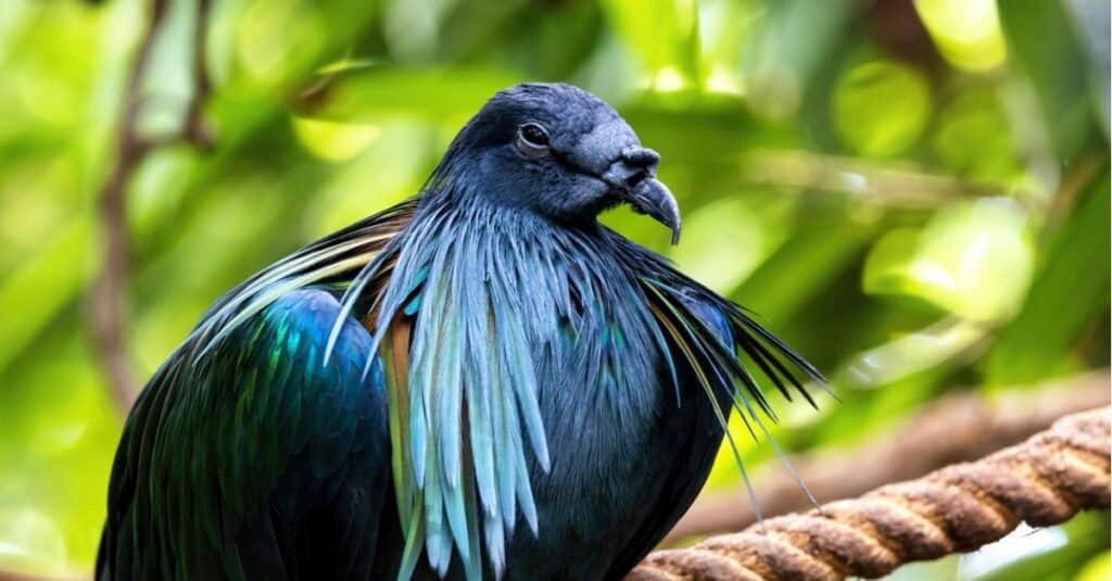 Nicobar pigeon, Caloenas nicobarica, the only living member of the genus Caloenas, and may be the closest living relative of the extinct dodo