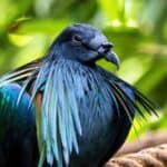 Nicobar Pigeon