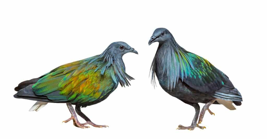 Beautiful Nicobar pigeon or Nicobar dove isolated on white background