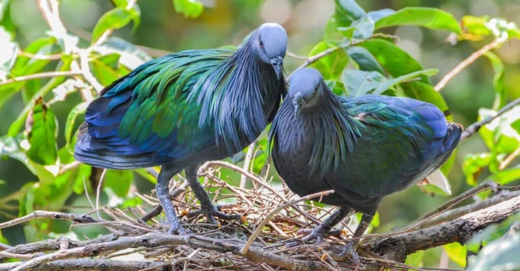 A pair of Nicobar pigeon in nest (Caloenas nicobarica).