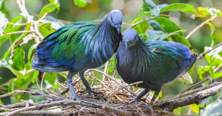 A pair of Nicobar pigeon in nest (Caloenas nicobarica).