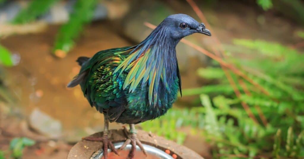 Nicobar pigeon (Caloenas nicobarica) in the forest.