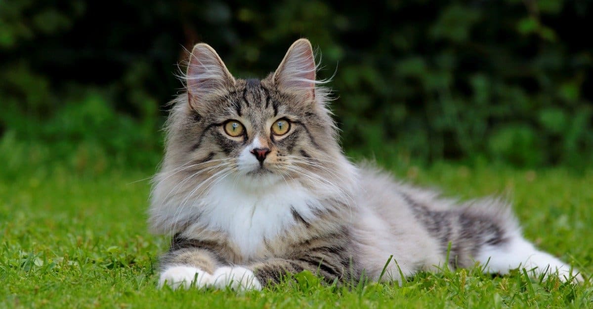 Norwegian forest cat laying in grass