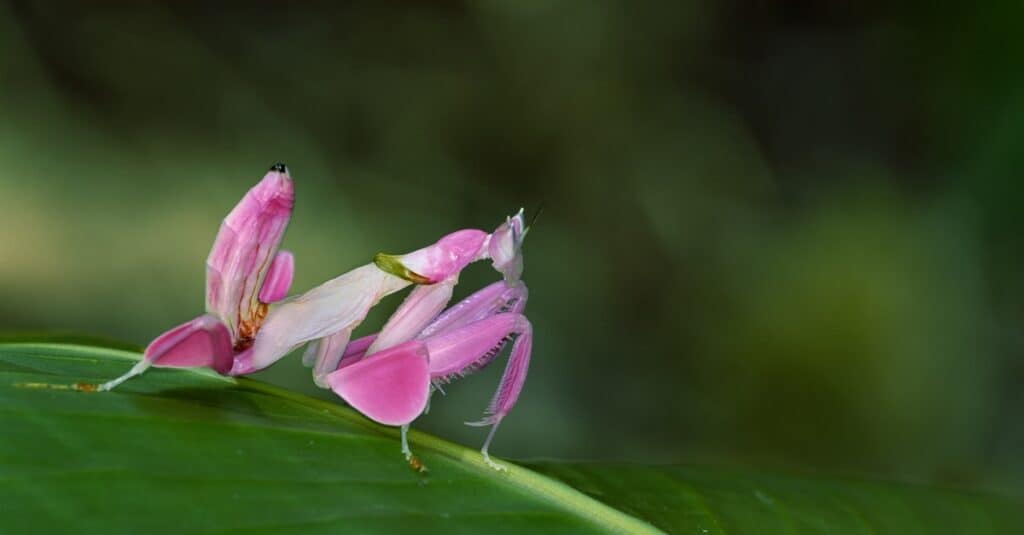 Orchid mantis