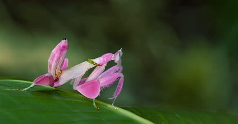 10 Most Beautiful Insects In The World - A-Z Animals