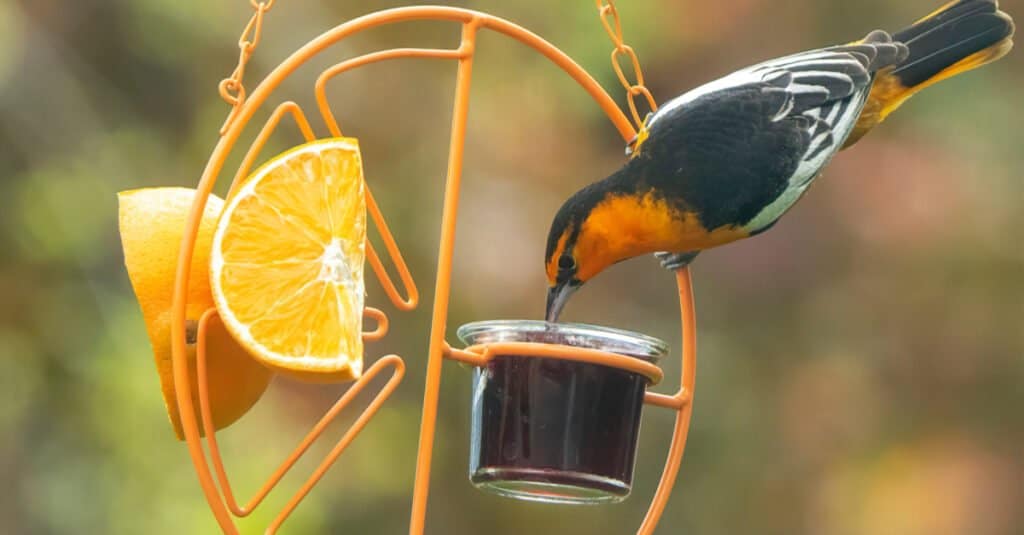 oriole eating jelly and oranges