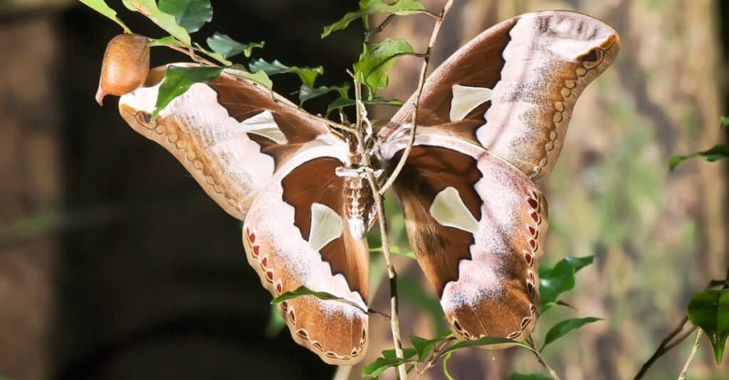 close up of Orizaba silkmoth