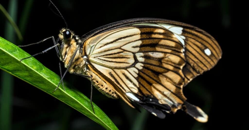 poisonous butterflies