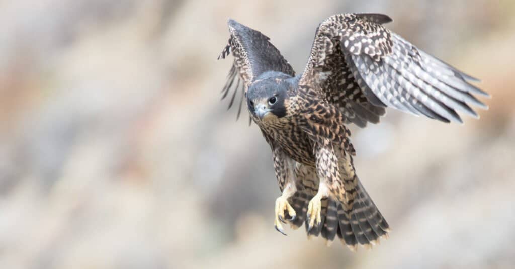 Peregrine Falcon in flight, ready to land