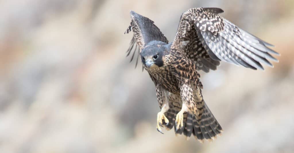 Fastest animals in Minnesota - the peregrine falcon can swoop at an immense 200mph