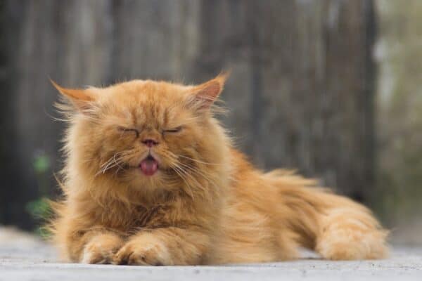 If you've heard of Garfield, you have an understanding of why Persian's are one of the heaviest cats.