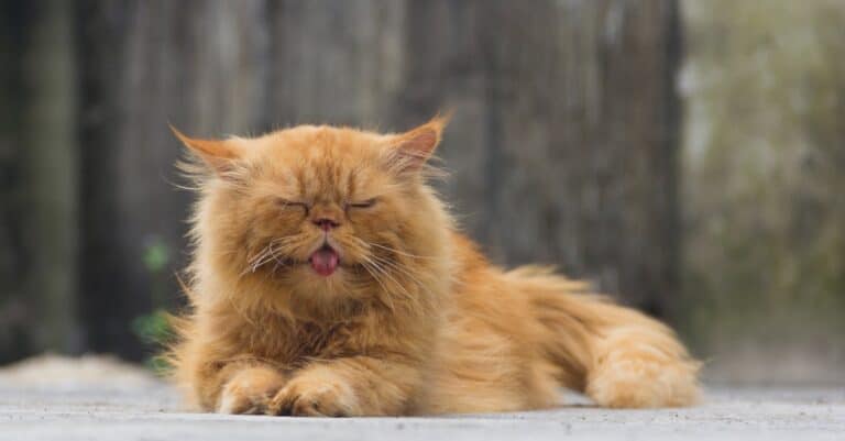 Persian sticking tongue out