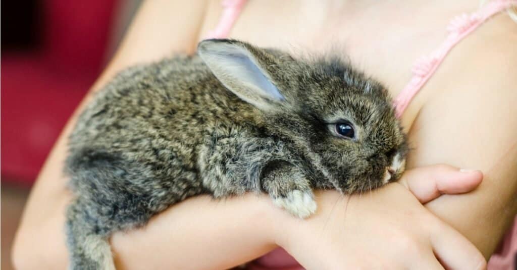 Pet rabbit