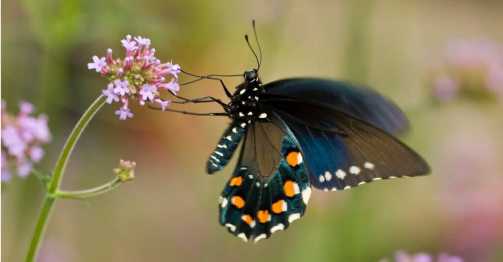 Pipevine Swallowtail