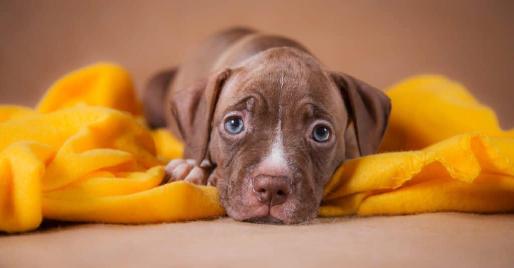 Pit Bull Puppies: Characteristics, Energy Level, Size and Training ...