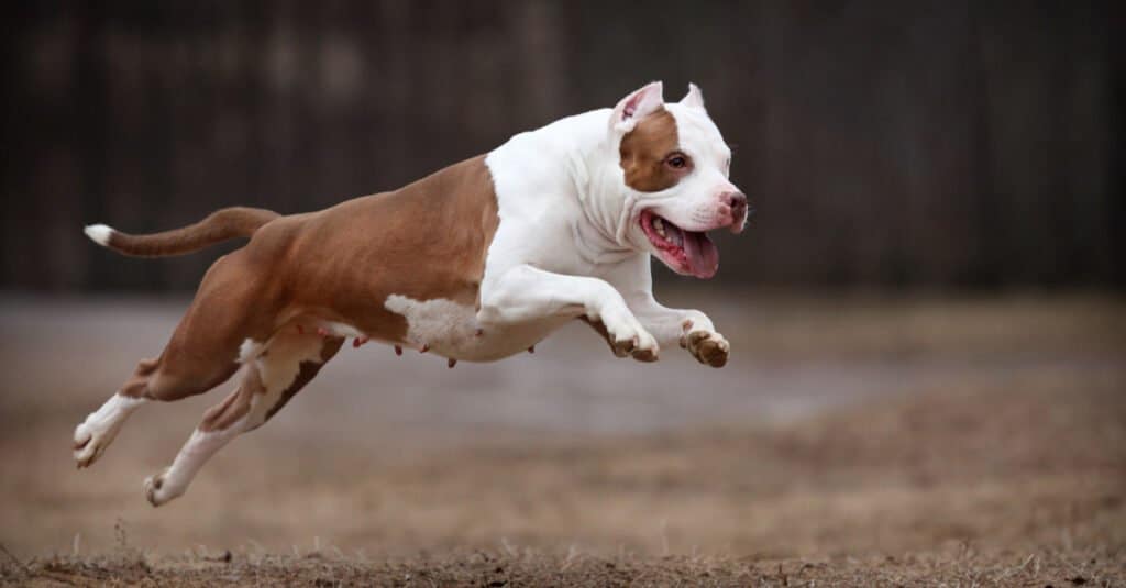 Pitbull vs Akita