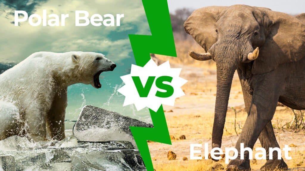 Polar bear vs elephant