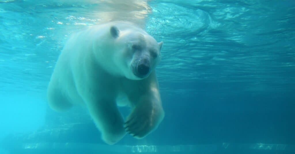 A  polar bear swimming under water. the water is blue, which casts a blue tint over the polar bear.