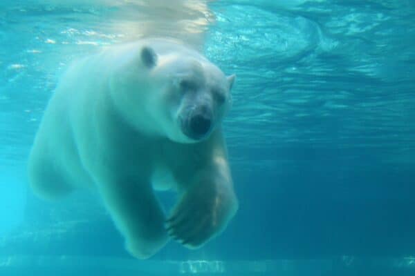 Polar bear swimming underwater. Polar bears can swim for long distances and steadily for many hours to get from one piece of ice to another.
