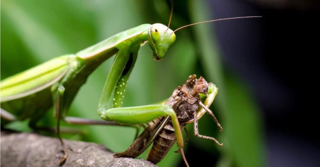 Mantis, Mantis religiosa, eating a grasshopper.