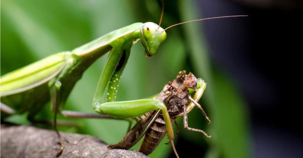 brown female praying mantis